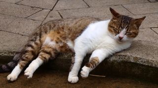 ねこにたくさん会えた島