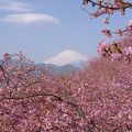 松田でも河津桜が見れます