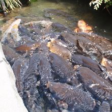 餌をあげると・・・不気味なくらい鯉が集合