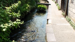 郡上八幡散策時にお勧め。沢山の鯉やアマゴ・岩魚が泳いでいます。