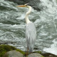 朝の散歩の「鶴仙渓」みたアオサギ