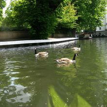 停泊してた池からいざ出発です。鴨もたくさんいました。