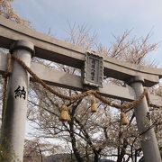 徳佐八幡宮、しだれ桜の競演が見事な桜並木！