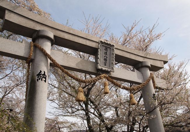 徳佐八幡宮、しだれ桜の競演が見事な桜並木！