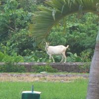 庭にヤギさんがいたー！