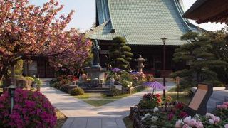 横浜南部にある古刹ですが、お花のお寺でもあります。