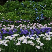 山の斜面に花菖蒲と紫陽花が咲く