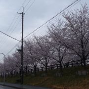 桜並木が美しい公園です