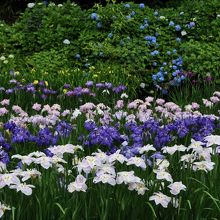 花菖蒲と紫陽花の競演