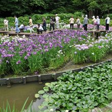 花菖蒲の周りを行く