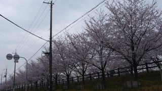 桜並木が美しい公園です