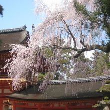 本殿入り口横の桜