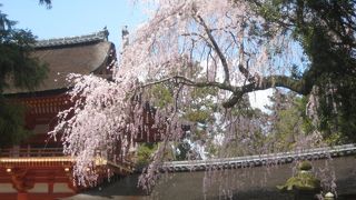 ４月の春日大社
