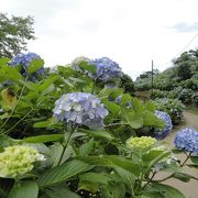 麻綿原高原(まめんばらこうげん)は紫陽花の隠れた名所