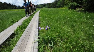 大江湿原のベストシーズン