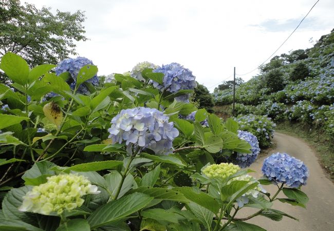 麻綿原高原(まめんばらこうげん)は紫陽花の隠れた名所