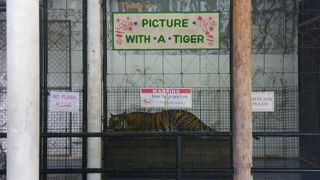 虎と一緒に写真が撮れる動物園