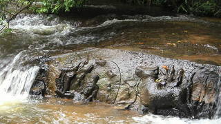 ちょっとハードな森林浴