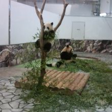 おちゃめな双子パンダが微笑ましい♪