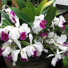 コンサバトリー・オブ・フラワーズにあったランの花。