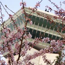 桜と五稜郭タワーーーーお見事です