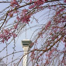 枝垂桜とタワー