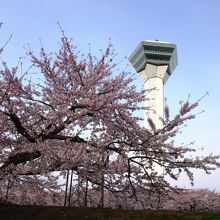 大きな見事な桜ーーー必見です