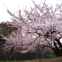 大きな見事な桜２