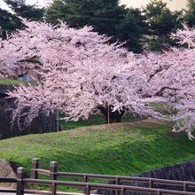 大きな見事な桜１