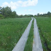ワタスゲが咲く湿原