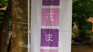 ～柏葉アジサイが彩る紫陽花まつり～鳴鐘山東勝寺宗吾霊堂