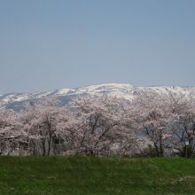 最上川堤防の桜並木