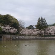 家族で花見に行くならここ