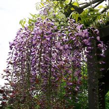 6月は藤棚がきれいです