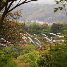 公園の空を泳ぐこいのぼりたち。