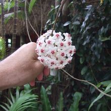 最初に目にしたきれいな花