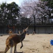 桜と動物のコラボが楽しめる王子動物園！