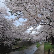 夙川で桜を満喫しつつ屋台も堪能♪