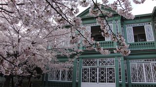 王子動物園の中で１番桜が綺麗なスポット！！