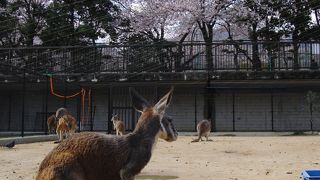 桜と動物のコラボが楽しめる王子動物園！