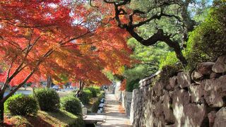 苔むした、風情ある石垣