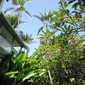 敷地内はガーデンホテルのようでハワイの植物がいっぱい！