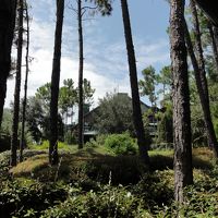 木立の合間から臨む