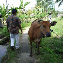 ガイドのパチュンさんと牛