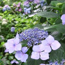 明月院の紫陽花