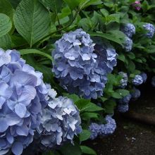 参道沿いの紫陽花