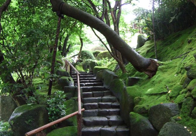 雨上がりは苔も綺麗です