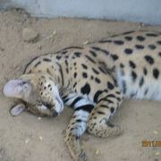 ドバイ動物園は庶民的で安らぎました