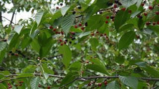 初夏の黒いさくらんぼ