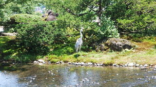 夏の兼六園もまたよし